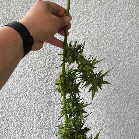 Gorilla Girl XL Auto growlog timeline photo