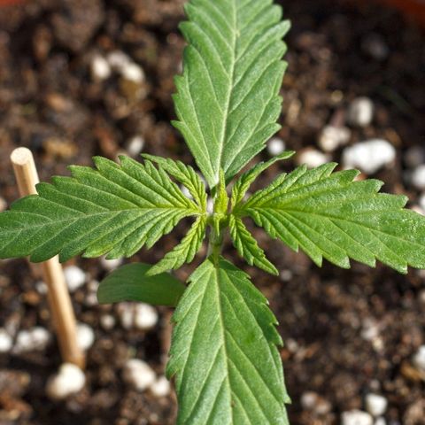 Blackstone OG growlog timeline photo