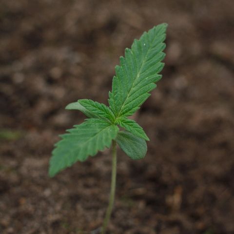 Blackstone OG growlog timeline photo