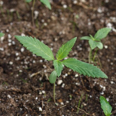 Blackstone OG growlog timeline photo