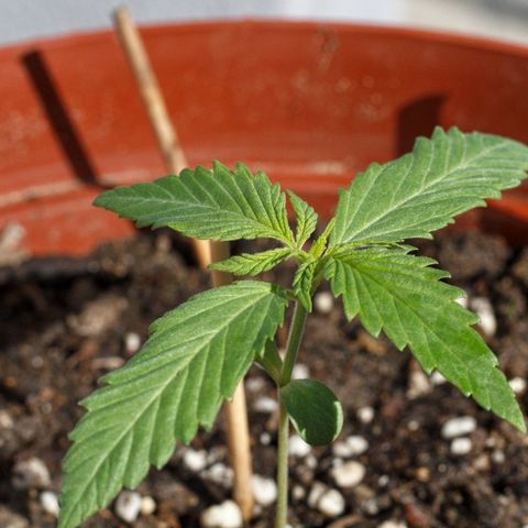 Blackstone OG growlog timeline photo