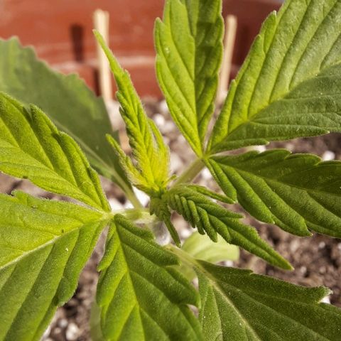 Blackstone OG growlog photo: Joh so baie verander, nuwe blaartjies