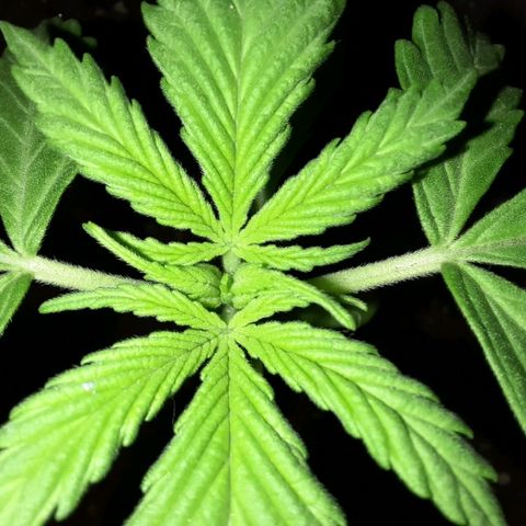 Blackstone OG growlog photo: Eerst vyf blaar blaar