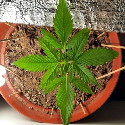 Blackstone OG growlog timeline photo