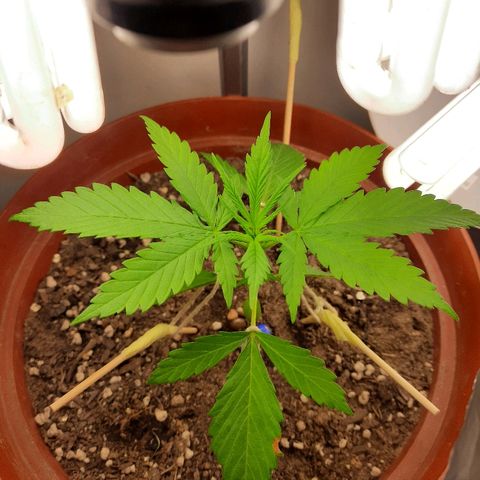 Blackstone OG growlog photo: Happy