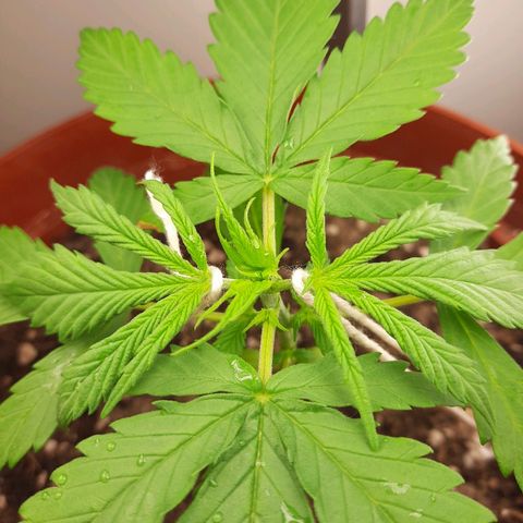 Blackstone OG growlog timeline photo
