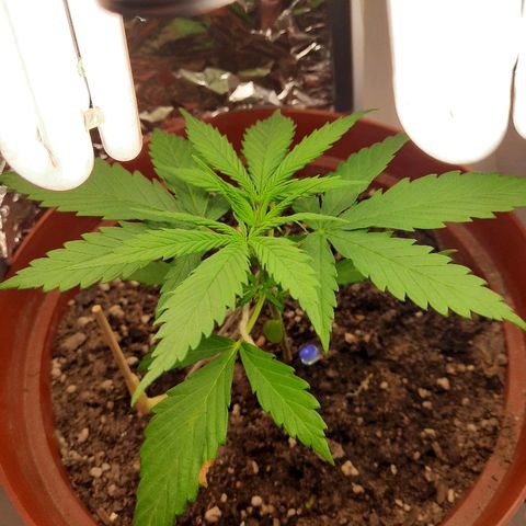 Blackstone OG growlog timeline photo