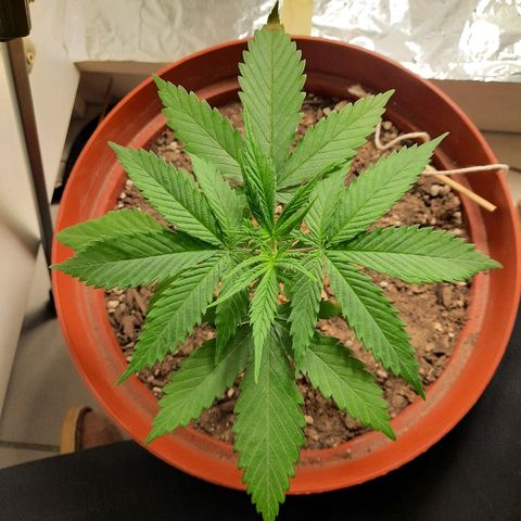 Blackstone OG growlog timeline photo