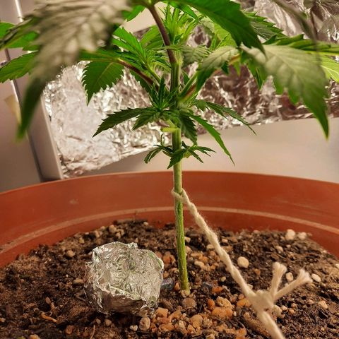 Blackstone OG growlog timeline photo