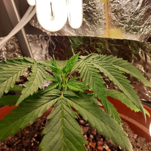 Blackstone OG growlog timeline photo