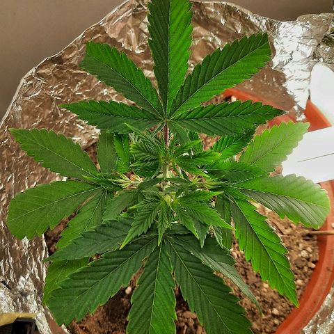 Blackstone OG growlog photo: Bietjie geel blaartjies bo