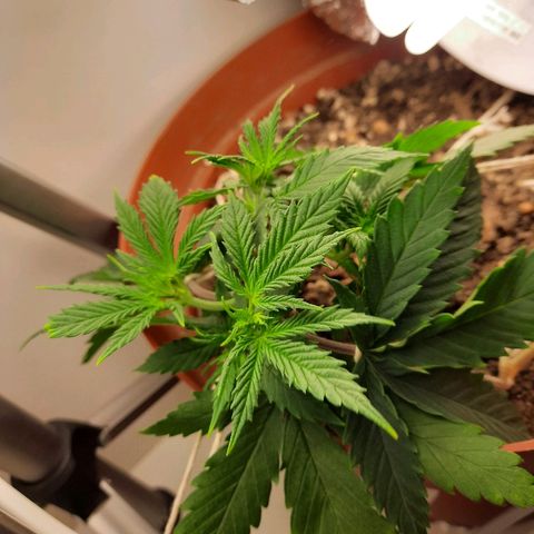 Blackstone OG growlog photo: Broke a fkn leaf! 