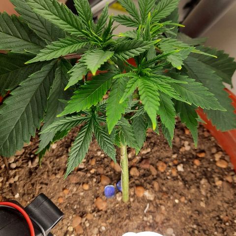 Blackstone OG growlog timeline photo