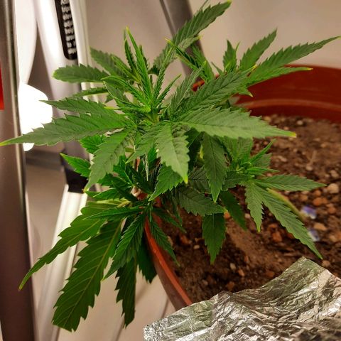 Blackstone OG growlog photo: 6 koppe