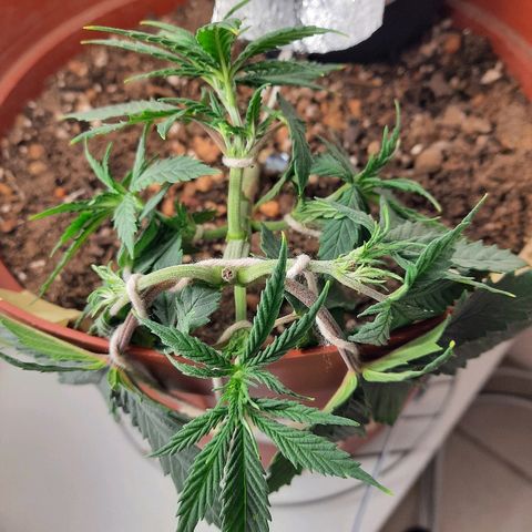 Blackstone OG growlog timeline photo