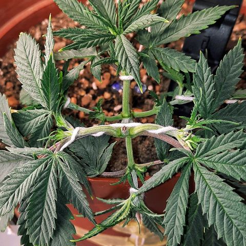 Blackstone OG growlog timeline photo