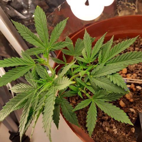 Blackstone OG growlog photo: Oggend