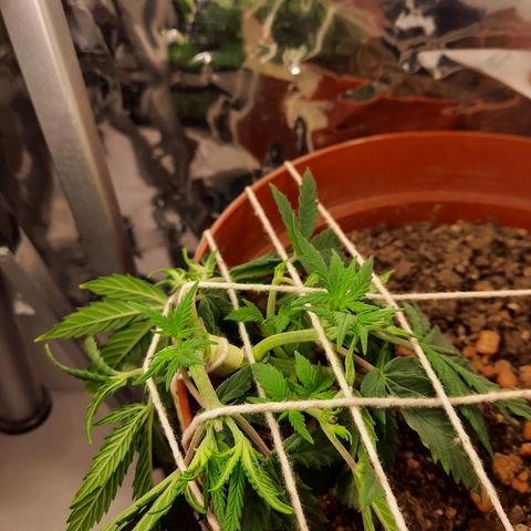 Blackstone OG growlog photo: Middag 14:00