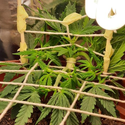 Blackstone OG growlog timeline photo