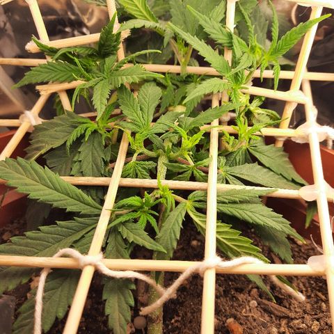 Blackstone OG growlog timeline photo