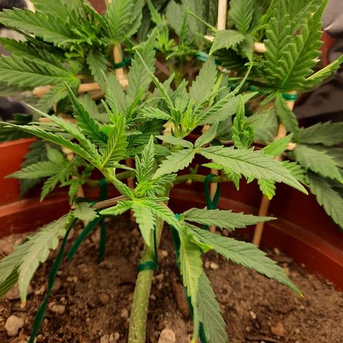 Blackstone OG growlog timeline photo