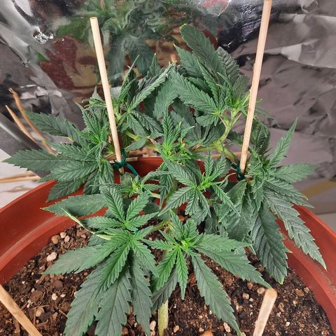 Blackstone OG growlog timeline photo