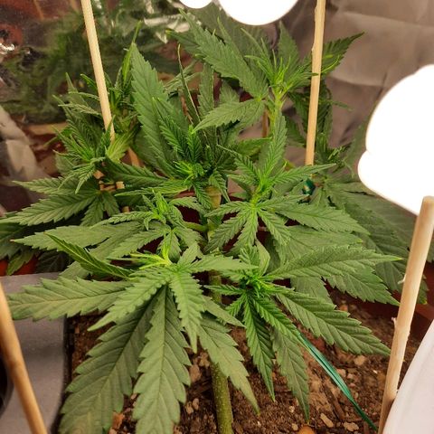 Blackstone OG growlog timeline photo