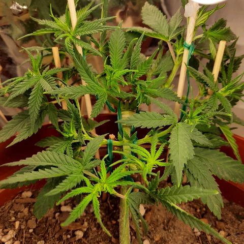 Blackstone OG growlog timeline photo