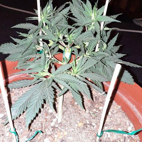 Blackstone OG growlog timeline photo