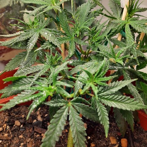 Blackstone OG growlog timeline photo