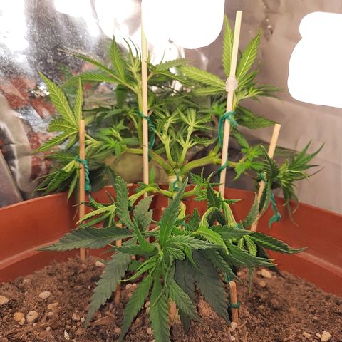 Blackstone OG growlog timeline photo