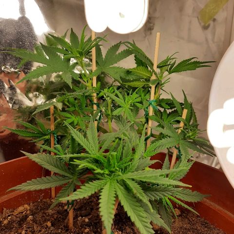 Blackstone OG growlog timeline photo