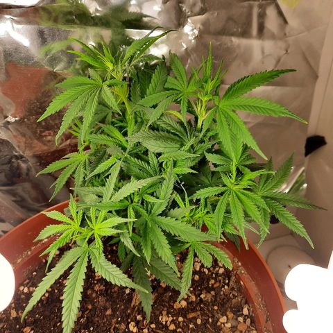 Blackstone OG growlog timeline photo