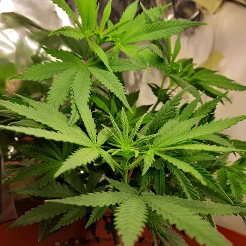 Blackstone OG growlog timeline photo