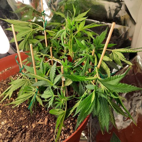 Blackstone OG growlog timeline photo