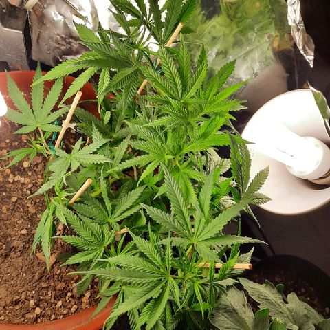 Blackstone OG growlog timeline photo