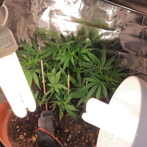 Blackstone OG growlog timeline photo