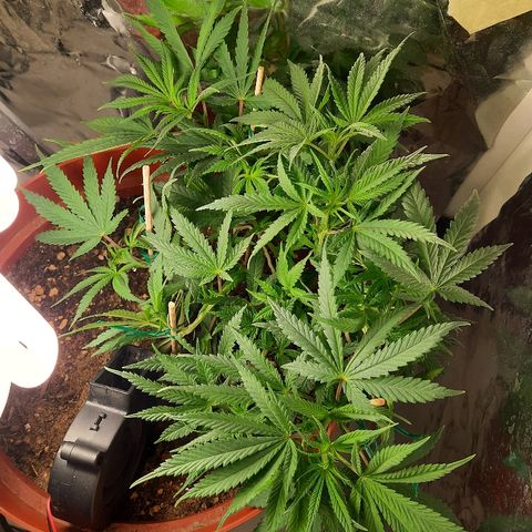 Blackstone OG growlog timeline photo