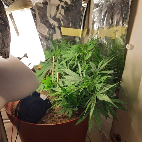 Blackstone OG growlog timeline photo