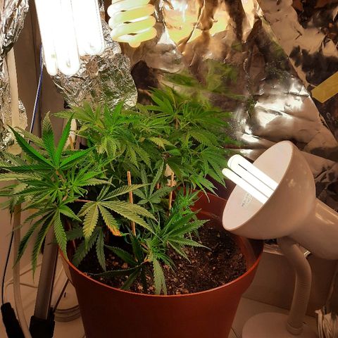 Blackstone OG growlog timeline photo