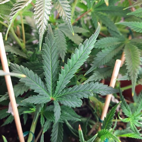 Blackstone OG growlog timeline photo