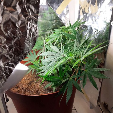 Blackstone OG growlog timeline photo