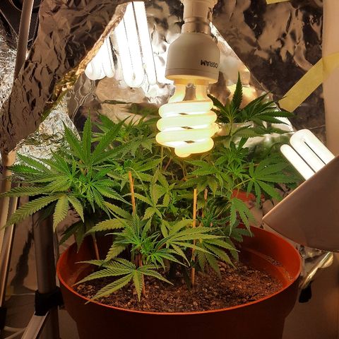 Blackstone OG growlog timeline photo