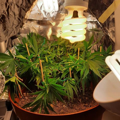 Blackstone OG growlog timeline photo