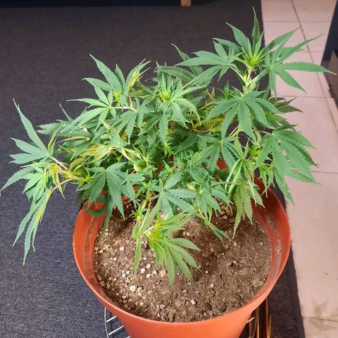 Blackstone OG growlog timeline photo