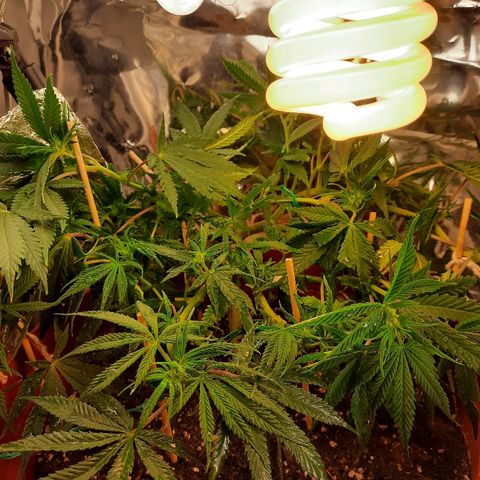 Blackstone OG growlog timeline photo