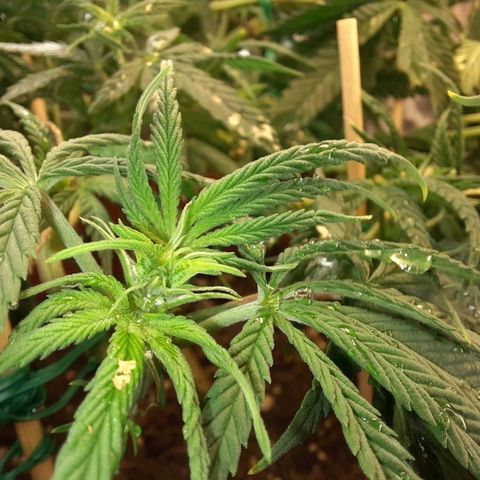 Blackstone OG growlog timeline photo
