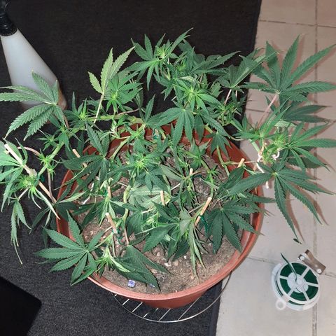 Blackstone OG growlog timeline photo