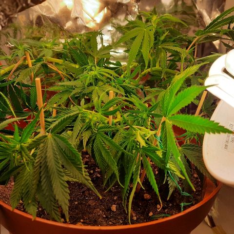 Blackstone OG growlog timeline photo