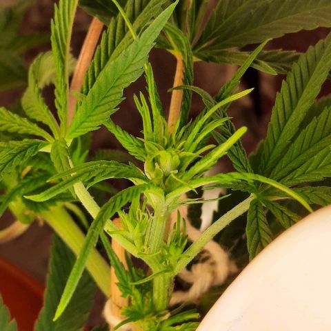 Blackstone OG growlog timeline photo
